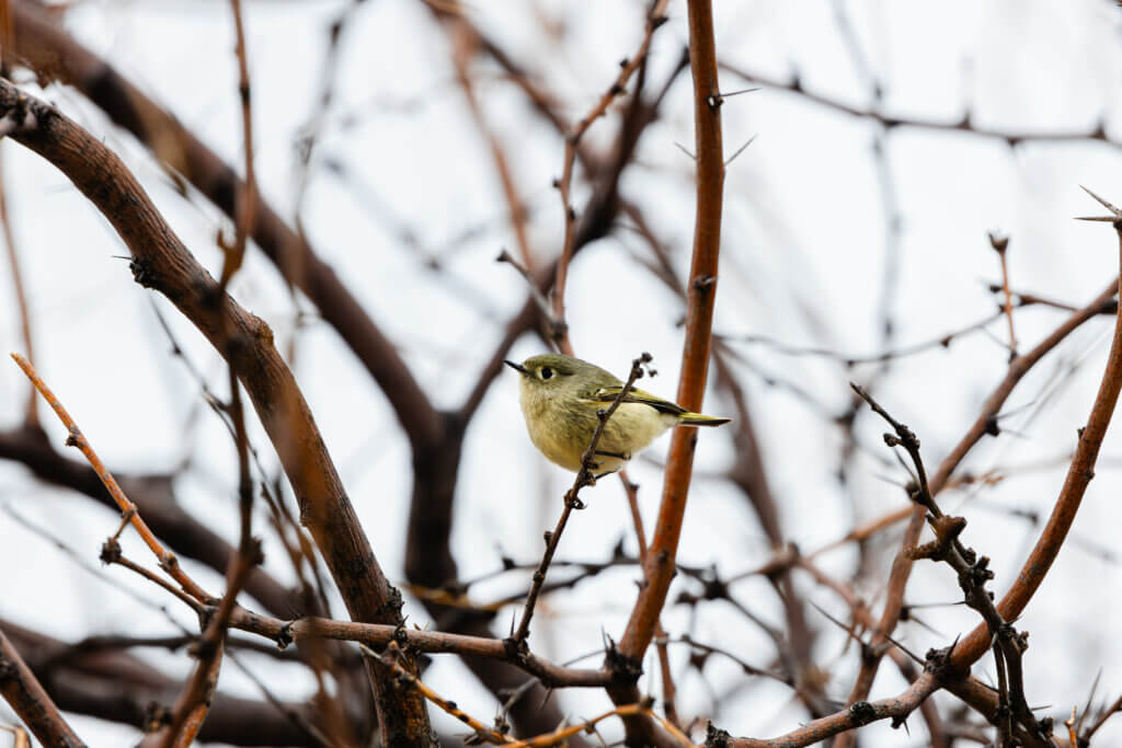 red-crowned kinglet perched on a branch