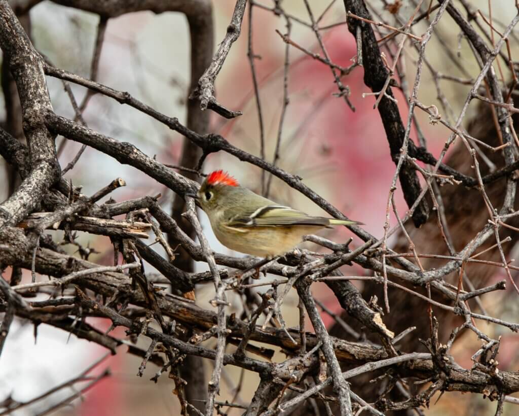 red-crowned kinglet perched on a branch revealing it's red crown