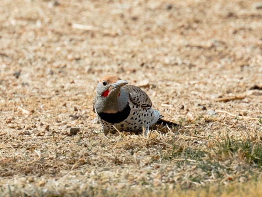 Northern flicker on the ground looking for food