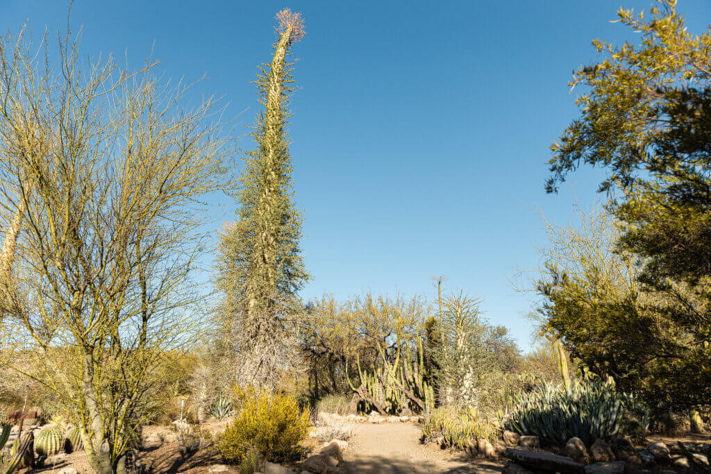 boojum trees among other desert plants at Boyce Thompson Arboretum