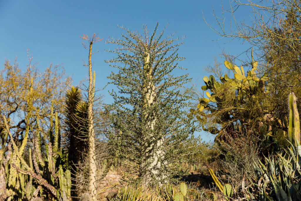 boojum tree among other desert plants