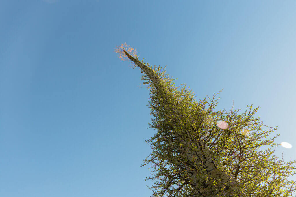 top of a boojum tree