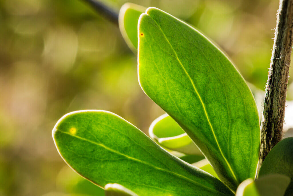 close up of boojum tree leaves