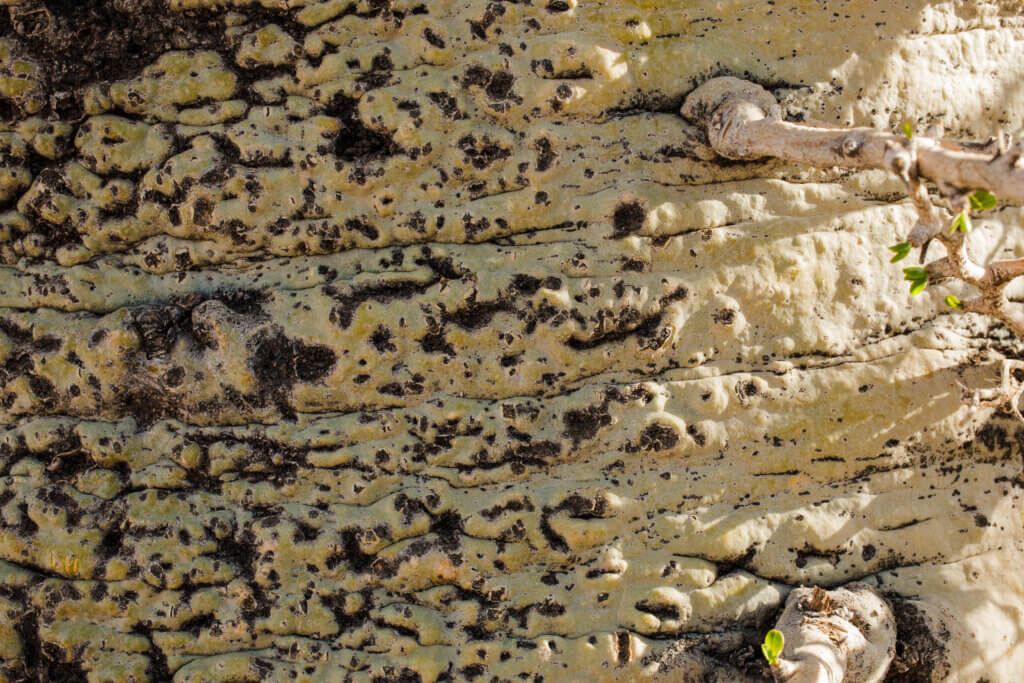 close up of boojum tree trunk