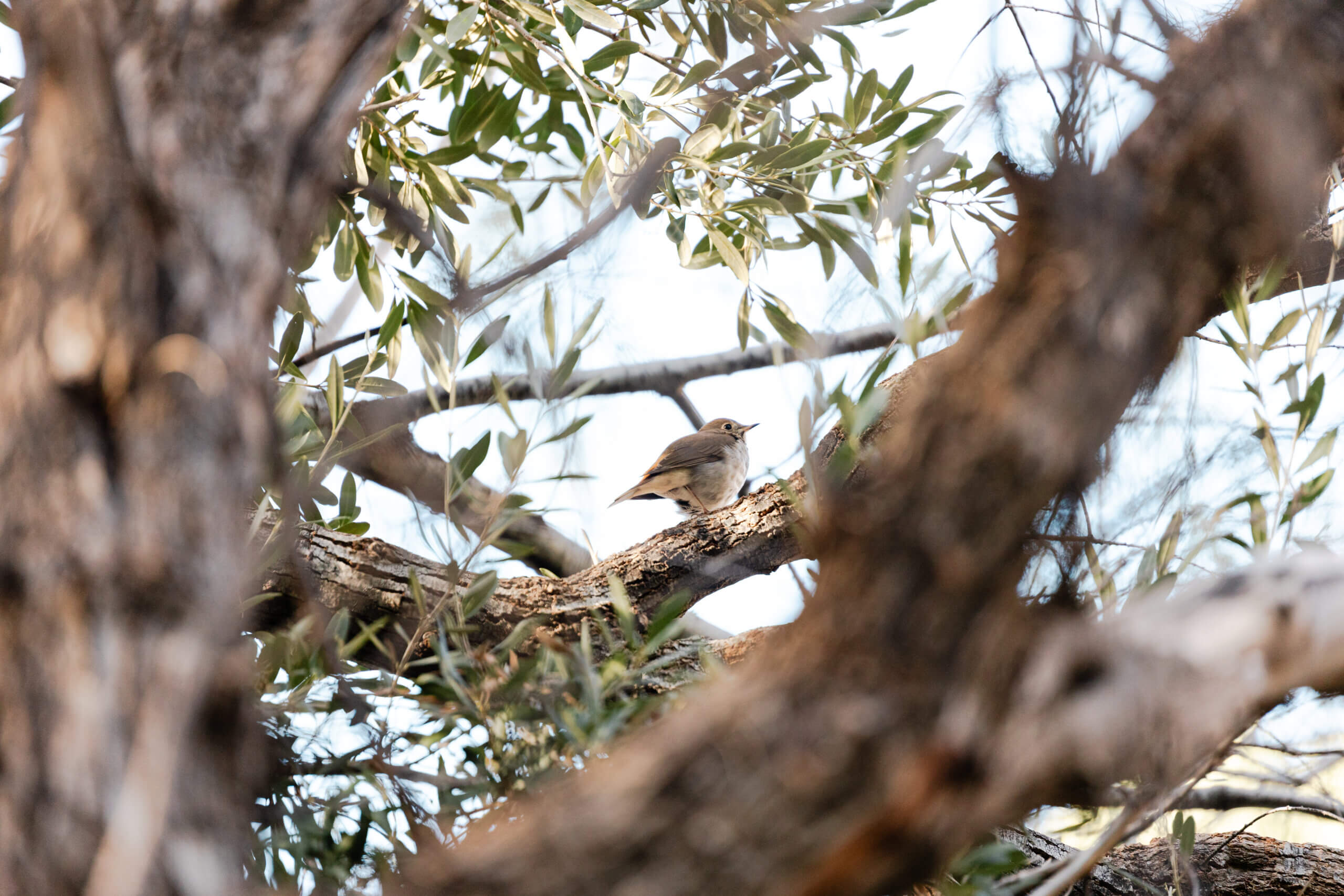 bird perched on a branch