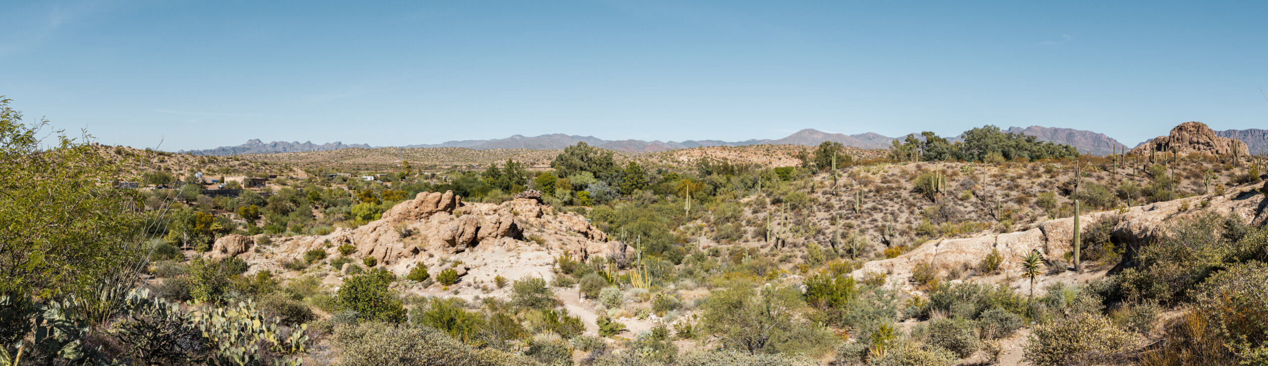 Sonoran Desert Landscape