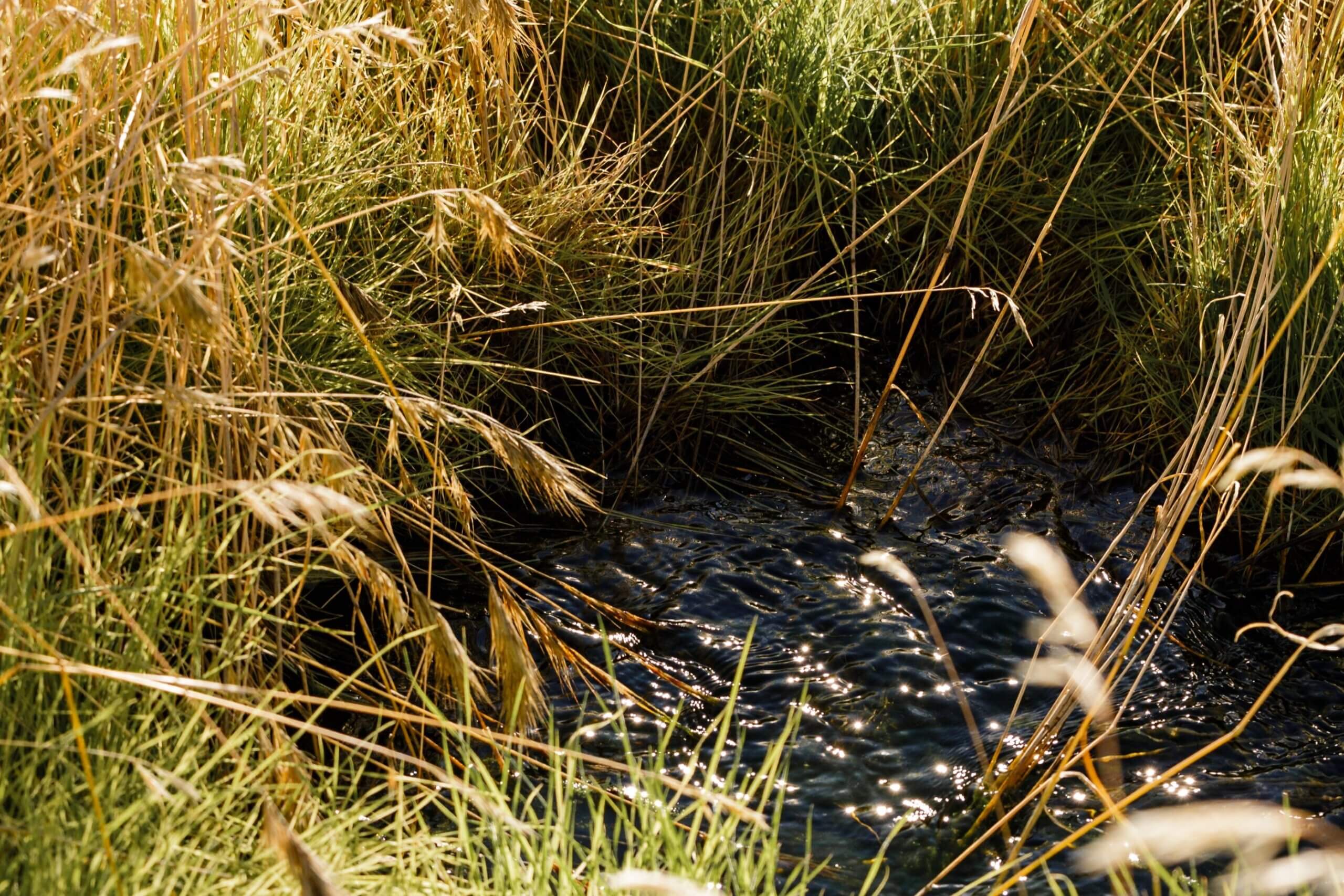 Water surrounded by grasses