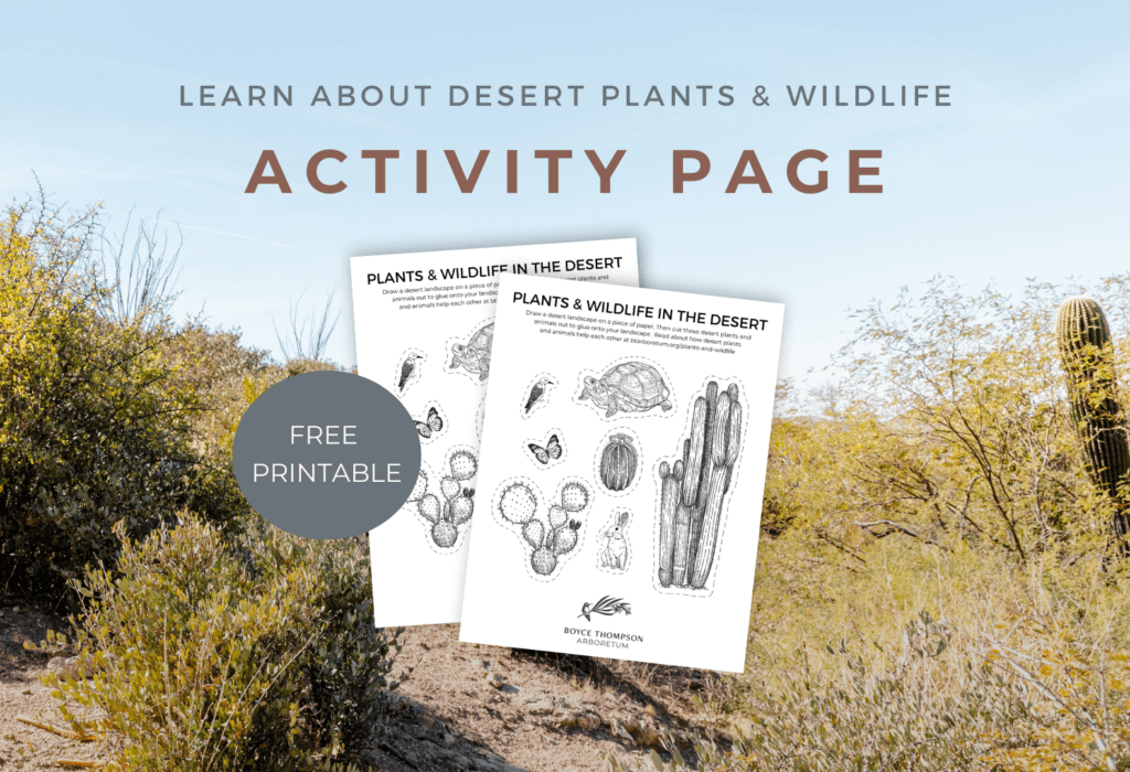 Learn about desert plants and wildlife activity page