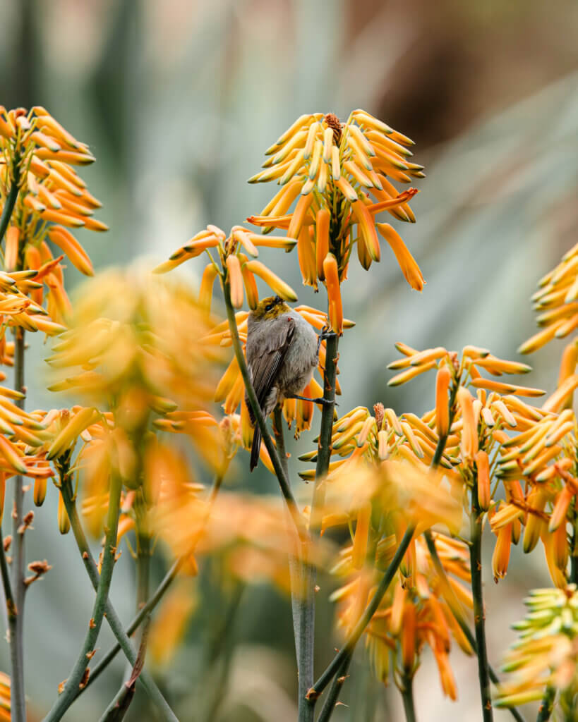 Verdin perched on an aloe bloom at Boyce Thompson Arboretum