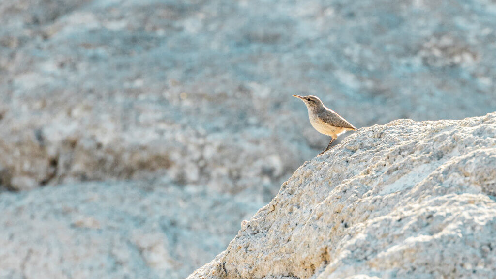 rock wren siting on a rock in it's habitat