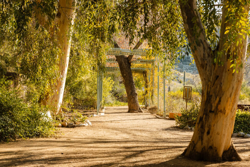 trail surrounded by trees in desert