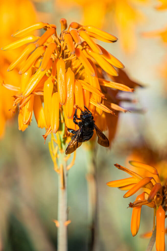 bee on aloe bloom