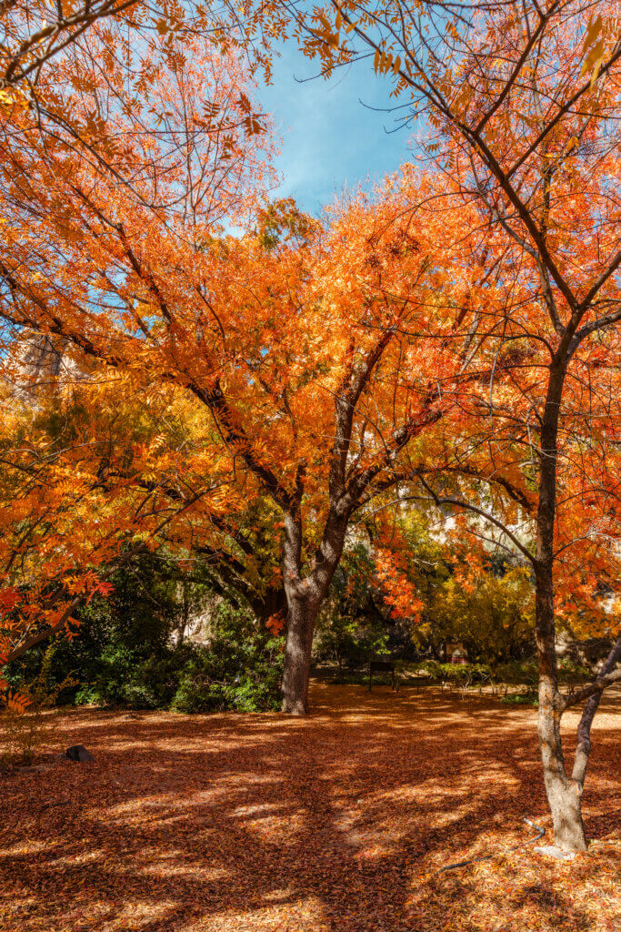 Fall colored leaves on tree