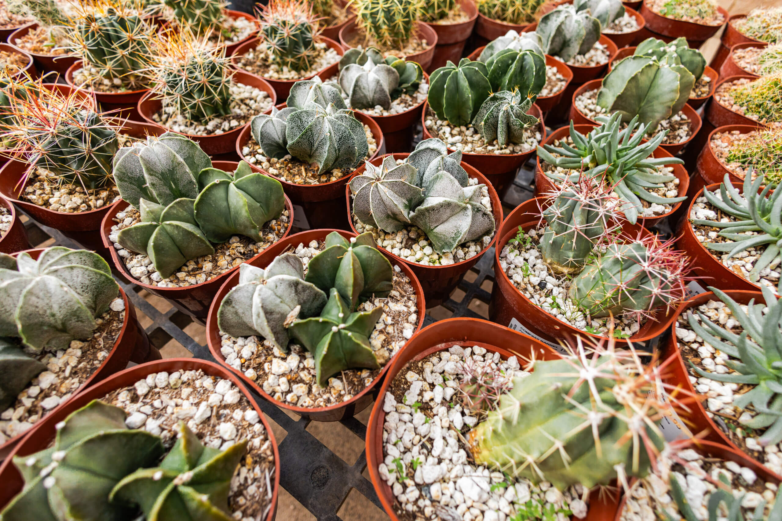 Cacti for sale in small pots