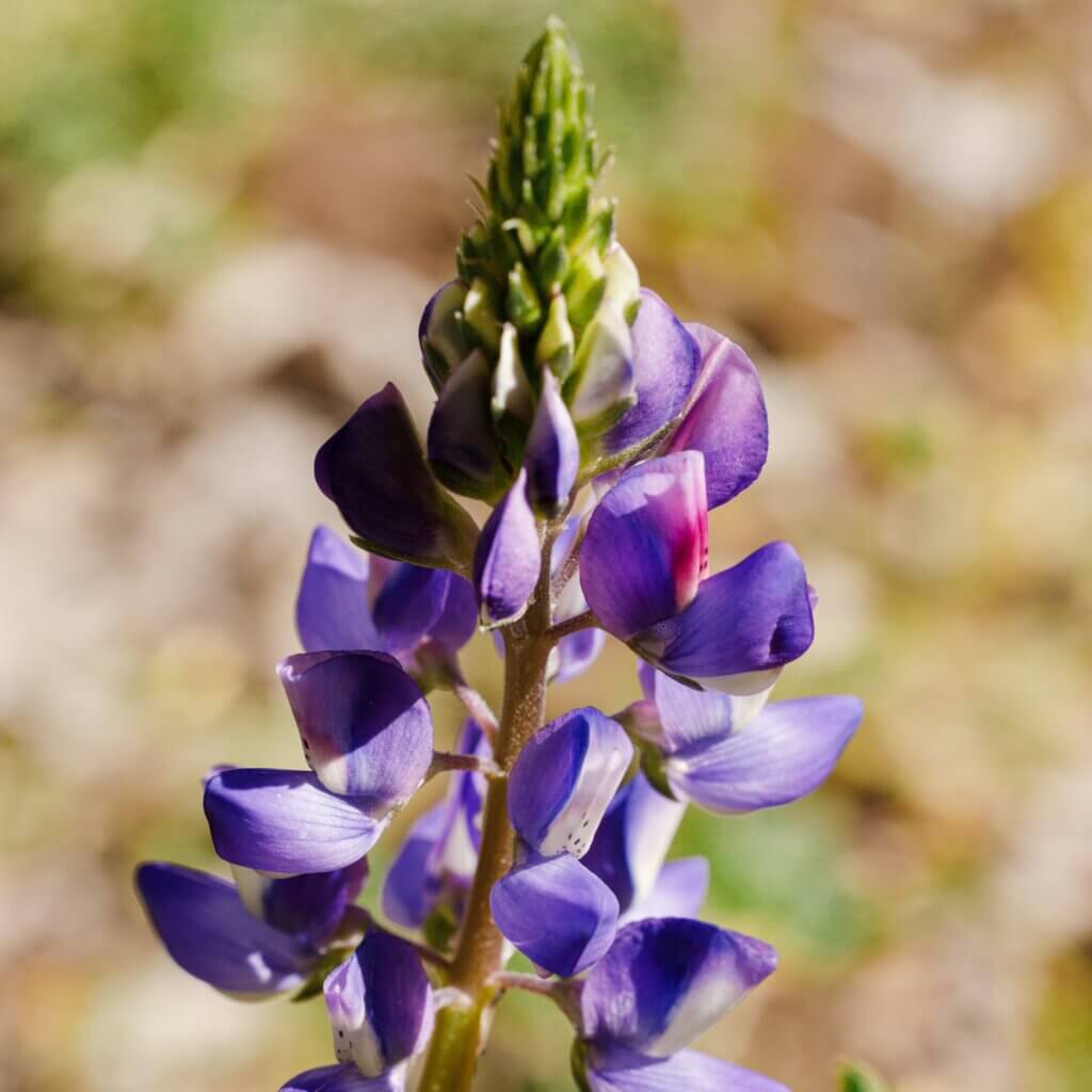 Lupine Bloom