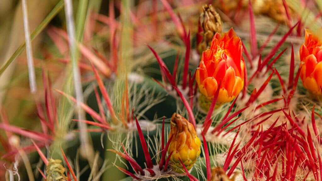 close up of cactus bloom