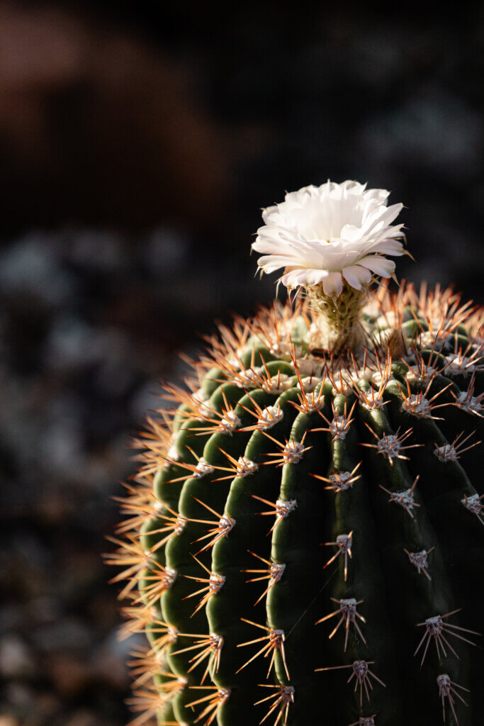 cactus bloom