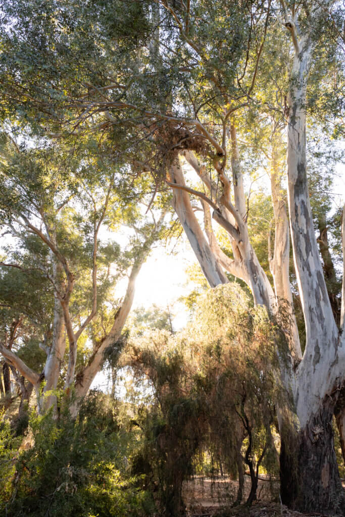 eucalyptus trees