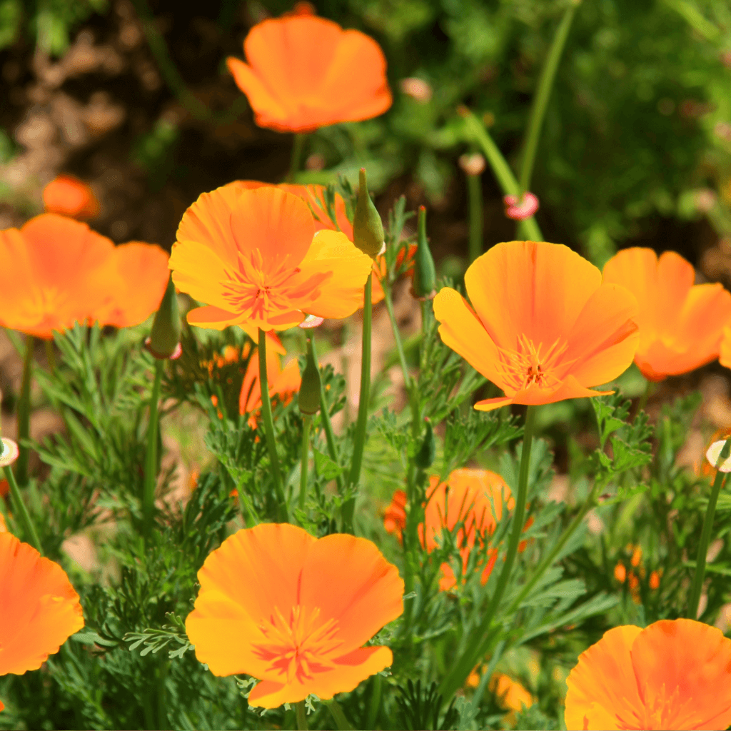 California Poppy Arizona wildflower