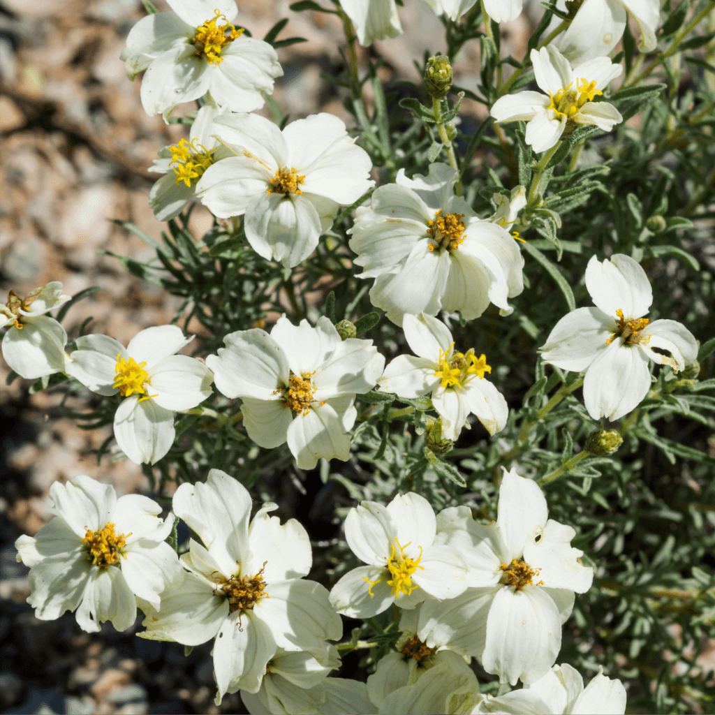 Desert Zinnia Arizona wildflower