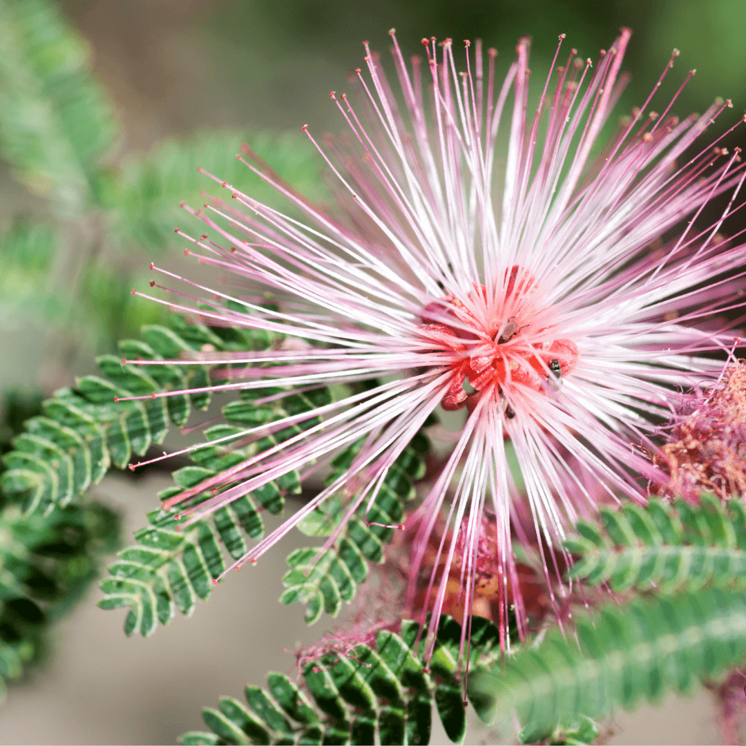 arizona-wildflowers-scavenger-hunt-and-learning-boyce-thompson-arboretum