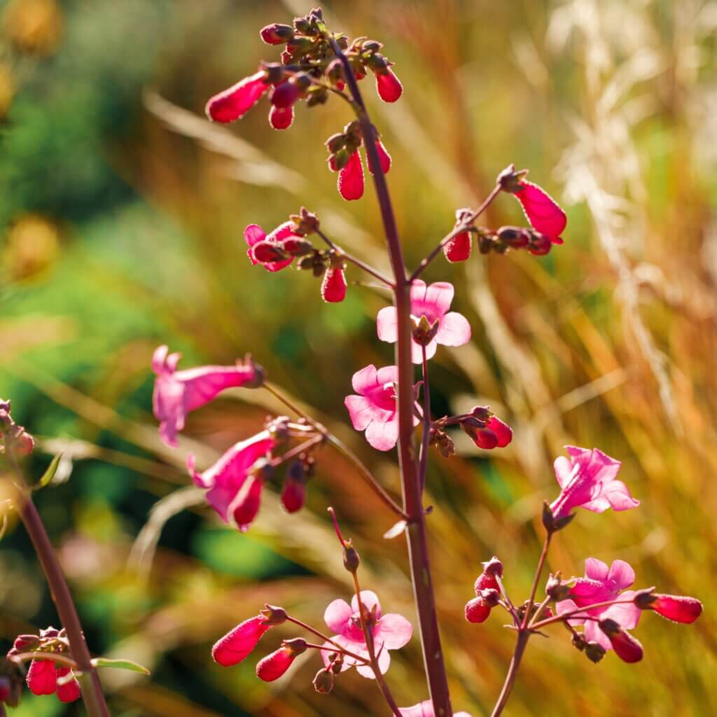 Parry's Penstemon Blooming