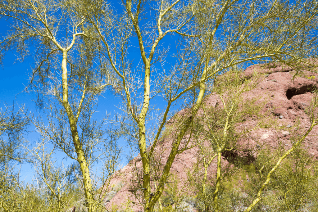 Palo Verde