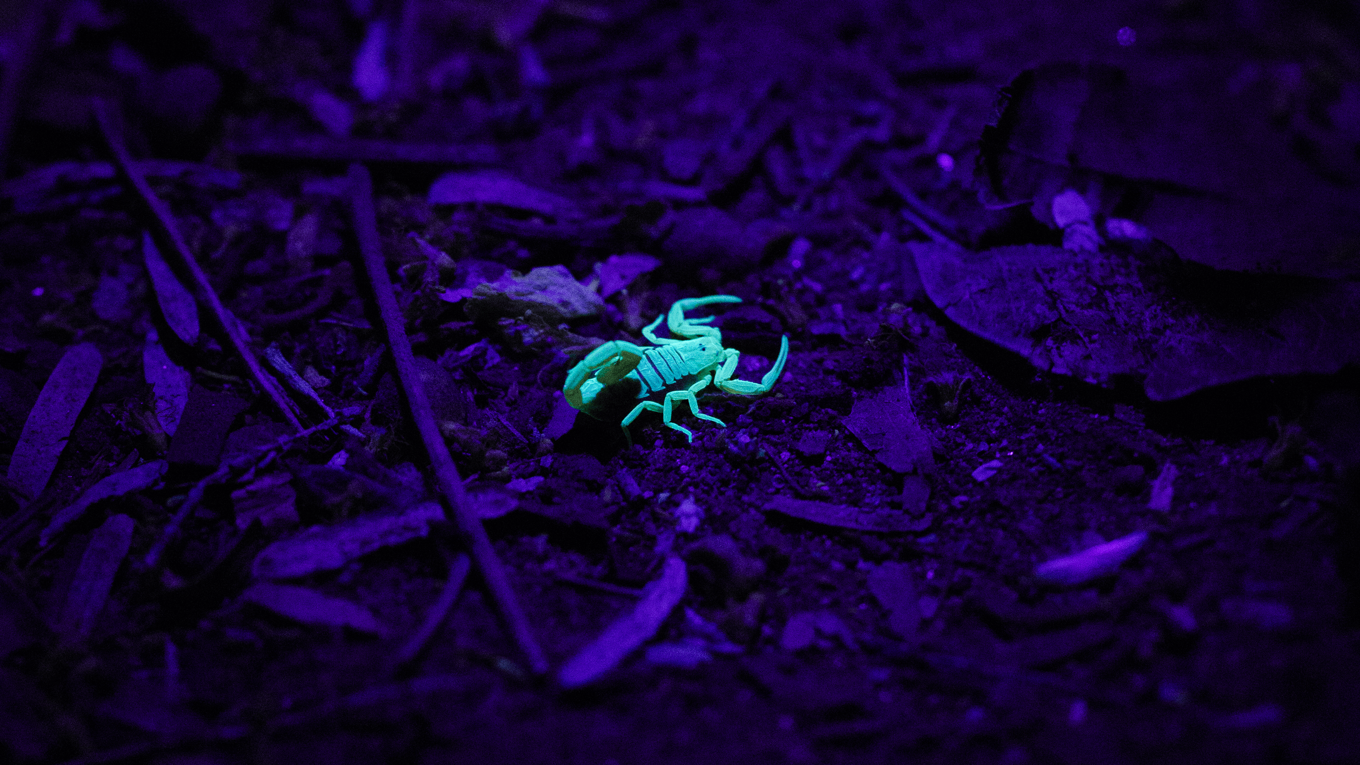 Scorpion under black light