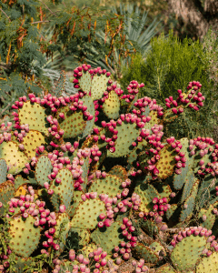 Edible & Medicinal Plant Tour